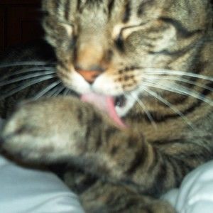 Meet your Posher, Haylee